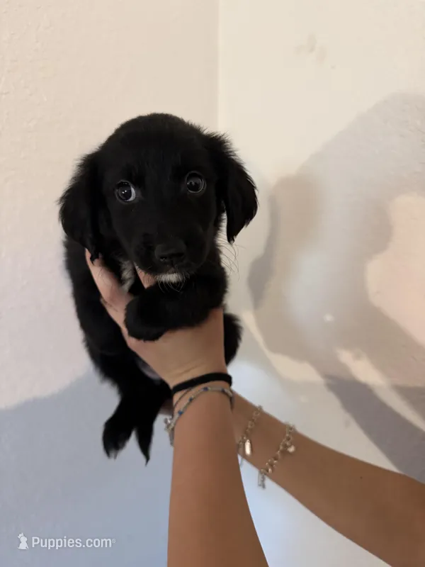 Purple – Golden Retriever, Miniature Australian Shepherd puppy for sale in Fredericksburg, TX