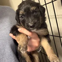 Gray, a male Golden Retriever and Miniature Australian Shepherd for sale in Fredericksburg, TX – Photo 4 of 6