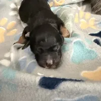 Gray, a male Golden Retriever and Miniature Australian Shepherd for sale in Fredericksburg, TX – Photo 5 of 6