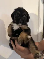 Gray, a male Golden Retriever and Miniature Australian Shepherd for sale in Fredericksburg, TX – Photo 1 of 6
