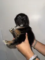 Gray, a male Golden Retriever and Miniature Australian Shepherd for sale in Fredericksburg, TX – Photo 3 of 6