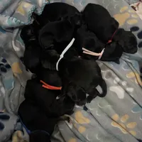 Gray, a male Golden Retriever and Miniature Australian Shepherd for sale in Fredericksburg, TX – Photo 6 of 6