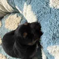 Brown, a female Golden Retriever and Miniature Australian Shepherd for sale in Fredericksburg, TX – Photo 7 of 7