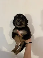 Brown, a female Golden Retriever and Miniature Australian Shepherd for sale in Fredericksburg, TX – Photo 2 of 7