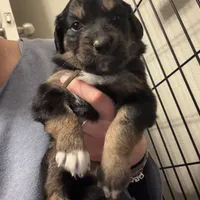 Brown, a female Golden Retriever and Miniature Australian Shepherd for sale in Fredericksburg, TX – Photo 4 of 7