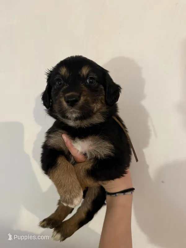 Brown – Golden Retriever, Miniature Australian Shepherd puppy on hold in Fredericksburg, TX