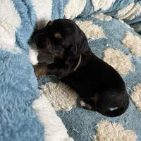Brown, a female Golden Retriever and Miniature Australian Shepherd for sale in Fredericksburg, TX – Photo 6 of 7