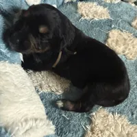Brown, a female Golden Retriever and Miniature Australian Shepherd for sale in Fredericksburg, TX – Photo 5 of 7