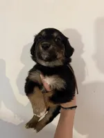 Brown, a female Golden Retriever and Miniature Australian Shepherd for sale in Fredericksburg, TX – Photo 3 of 7
