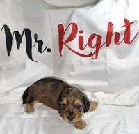 Mrkos , a male Miniature Dachshund for sale in Homosassa, FL – 5 of 7