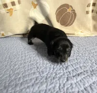 Justice , a female Miniature Dachshund for sale in Homosassa, FL – 2 of 4