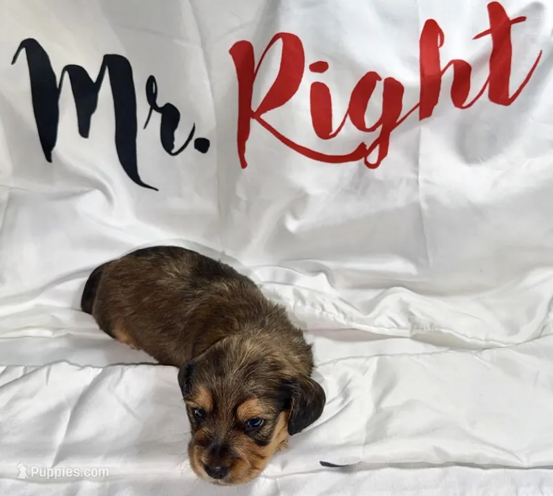 Mrkos  – Miniature Dachshund puppy for sale in Homosassa, FL