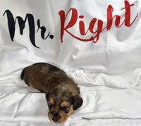 Mrkos , a male Miniature Dachshund for sale in Homosassa, FL – 1 of 7