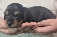 Artemis , a male Miniature Dachshund for sale in Homosassa, FL – 6 of 7