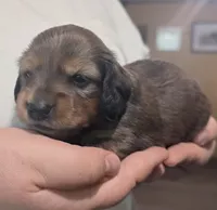 Freya, a female Miniature Dachshund for sale in Homosassa, FL – 4 of 6