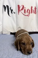 Magnus , a male Miniature Dachshund for sale in Homosassa, FL – 4 of 6