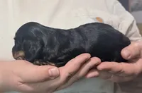 Hale , a male Miniature Dachshund for sale in Homosassa, FL – 4 of 8