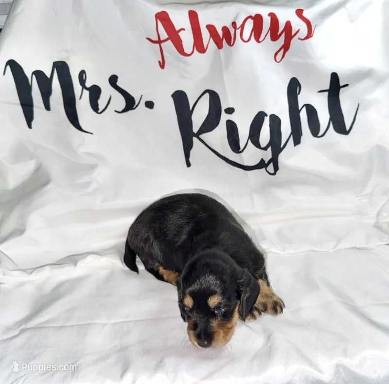 Gale  – Miniature Dachshund puppy for sale in Homosassa, FL