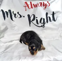 Gale , a female Miniature Dachshund for sale in Homosassa, FL – 1 of 5