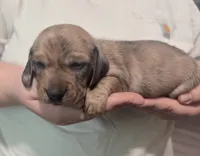 Magnus , a male Miniature Dachshund for sale in Homosassa, FL – 4 of 8