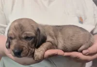 Magnus , a male Miniature Dachshund for sale in Homosassa, FL – 7 of 8