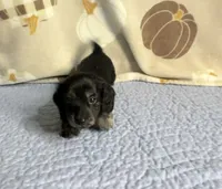 Justice , a female Miniature Dachshund for sale in Homosassa, FL – 3 of 4