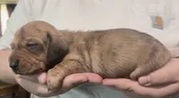 Magnus , a male Miniature Dachshund for sale in Homosassa, FL – 8 of 8