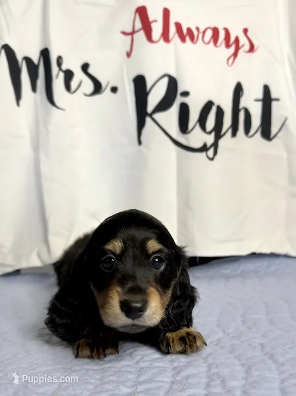 Gale  – Miniature Dachshund puppy for sale in Homosassa, FL
