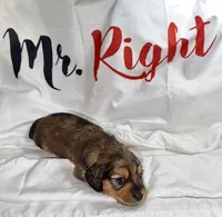 Mrkos , a male Miniature Dachshund for sale in Homosassa, FL – 2 of 7