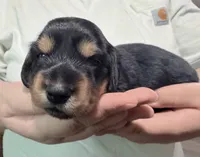 Artemis , a male Miniature Dachshund for sale in Homosassa, FL – 7 of 7
