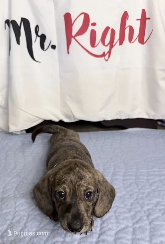 Skiff – Miniature Dachshund puppy for sale in Homosassa, FL
