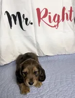 Mrkos , a male Miniature Dachshund for sale in Homosassa, FL – 4 of 6