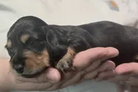 Gale , a female Miniature Dachshund for sale in Homosassa, FL – 2 of 5