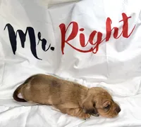 Magnus , a male Miniature Dachshund for sale in Homosassa, FL – 2 of 8