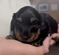 Hale , a male Miniature Dachshund for sale in Homosassa, FL – 3 of 8
