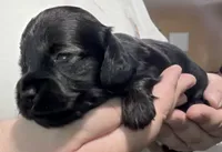 Tempel , a female Miniature Dachshund for sale in Homosassa, FL – 4 of 5