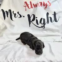 Tempel , a female Miniature Dachshund for sale in Homosassa, FL – 3 of 5