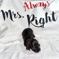 Tempel , a female Miniature Dachshund for sale in Homosassa, FL – 1 of 5