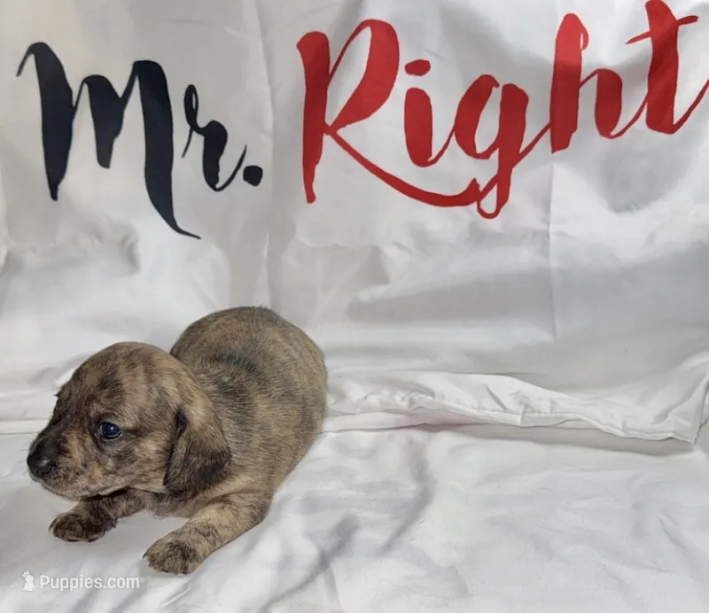 Skiff – Miniature Dachshund puppy for sale in Homosassa, FL