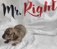 Skiff, a male Miniature Dachshund for sale in Homosassa, FL – 1 of 7