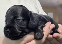 Tempel , a female Miniature Dachshund for sale in Homosassa, FL – 2 of 5
