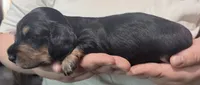 Gale , a female Miniature Dachshund for sale in Homosassa, FL – 5 of 5