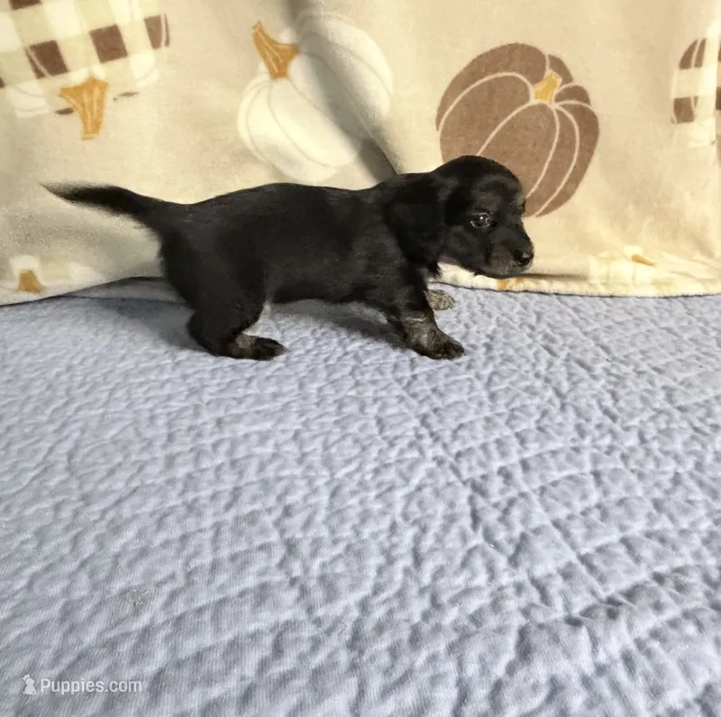 Justice  – Miniature Dachshund puppy for sale in Homosassa, FL
