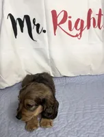 Mrkos , a male Miniature Dachshund for sale in Homosassa, FL – 6 of 6