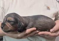 Mrkos , a male Miniature Dachshund for sale in Homosassa, FL – 7 of 7
