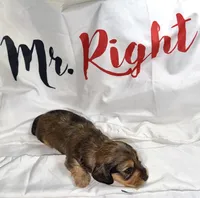 Mrkos , a male Miniature Dachshund for sale in Homosassa, FL – 3 of 7