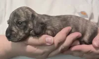 Skiff, a male Miniature Dachshund for sale in Homosassa, FL – 4 of 7