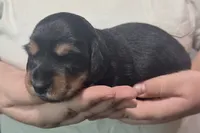 Artemis , a male Miniature Dachshund for sale in Homosassa, FL – 3 of 7