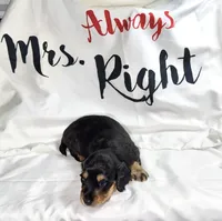 Gale , a female Miniature Dachshund for sale in Homosassa, FL – 4 of 5
