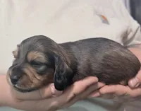Mrkos , a male Miniature Dachshund for sale in Homosassa, FL – 6 of 7